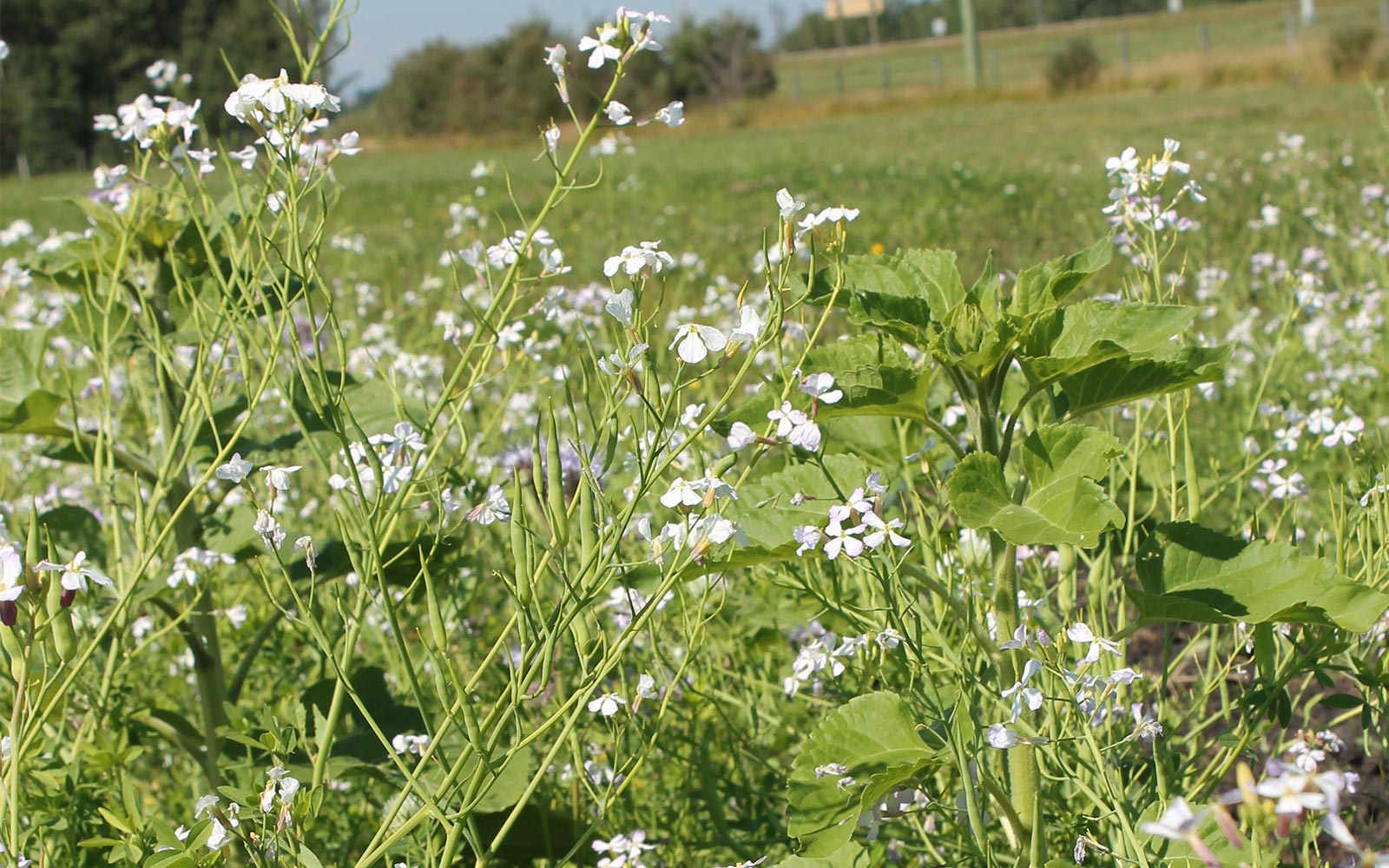 West-Central Forage Association
