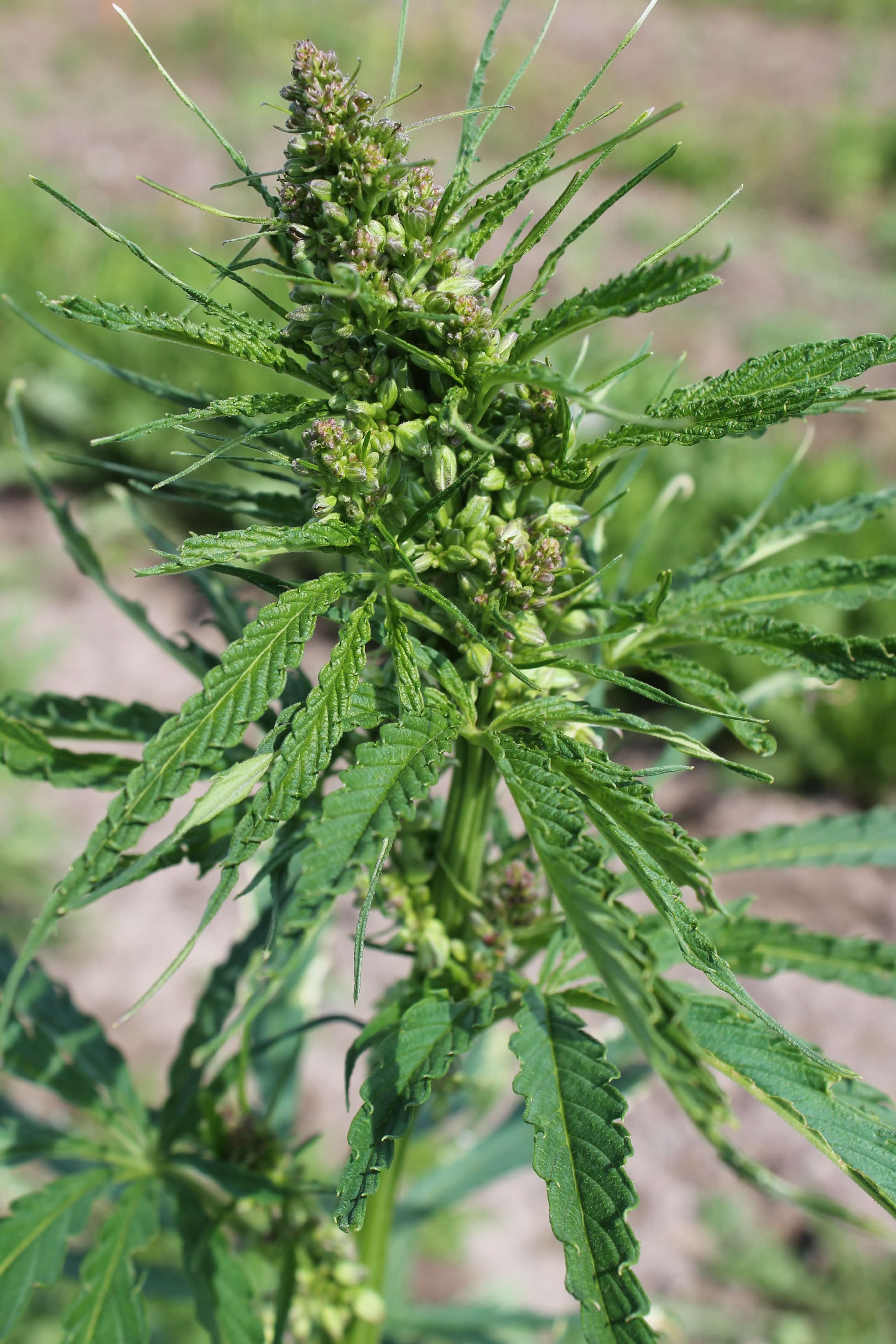 West-Central Forage Association