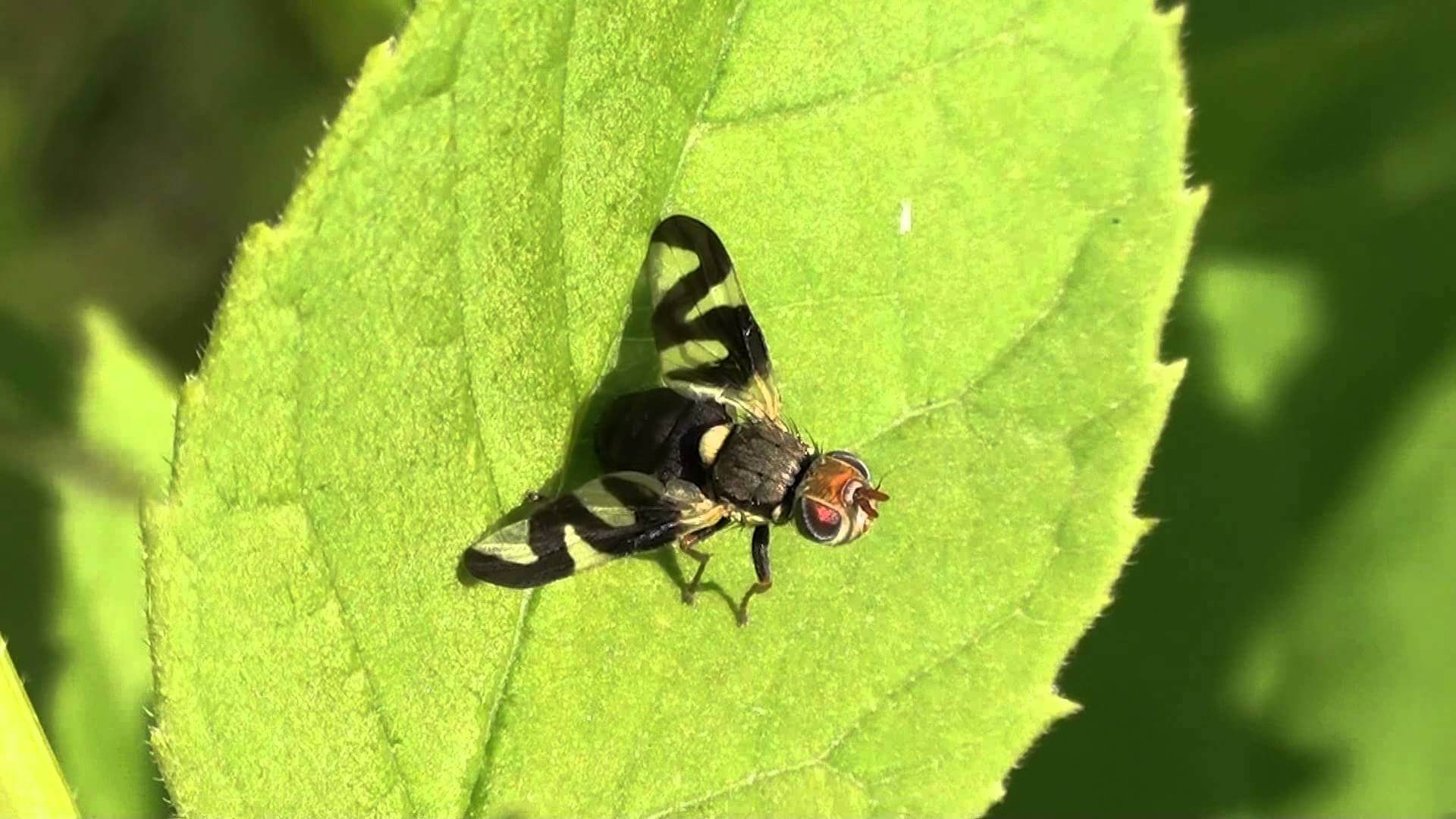 Gall Fly Adult.jpg