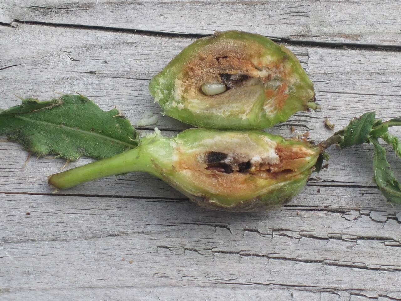 Gall w. Larvae.jpg