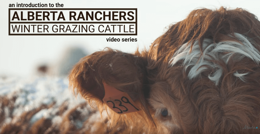 Grazing Video Image.png