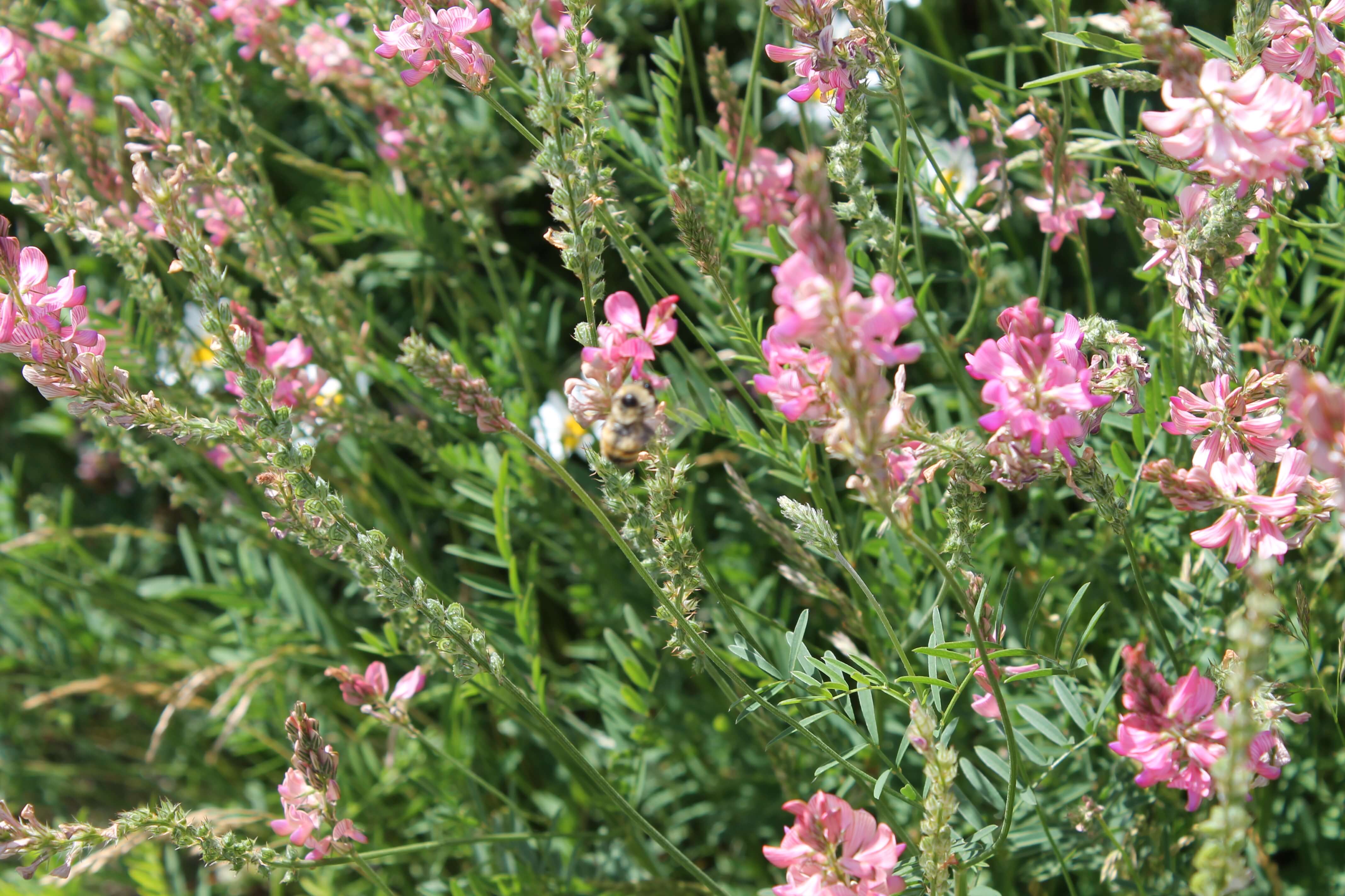 West-Central Forage Association