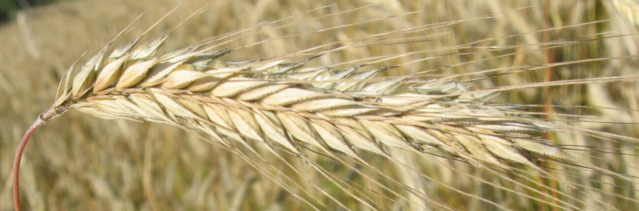 West-Central Forage Association