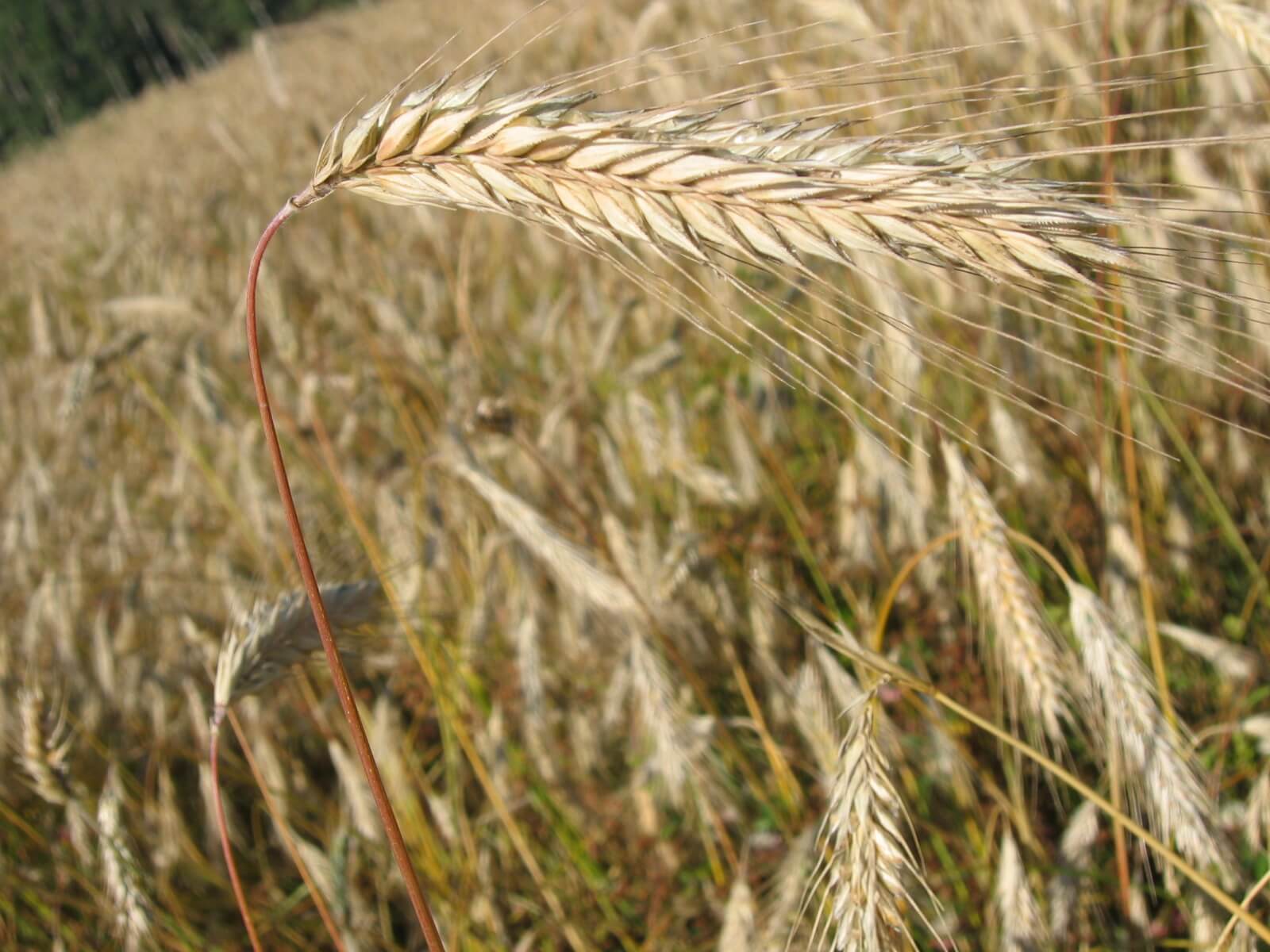 West-Central Forage Association