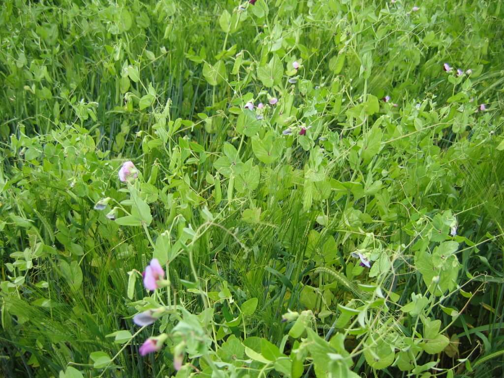 West-Central Forage Association