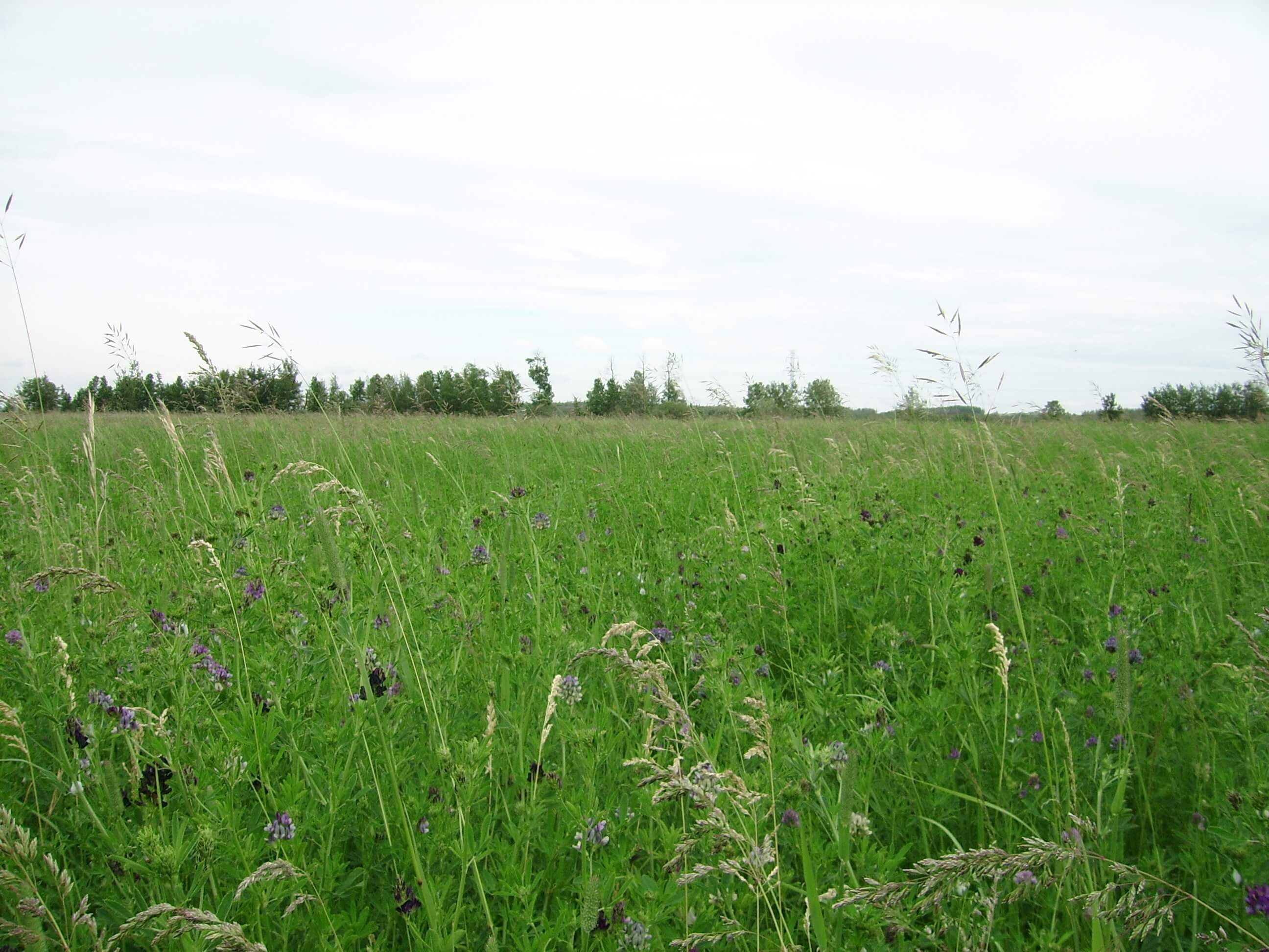 West-Central Forage Association