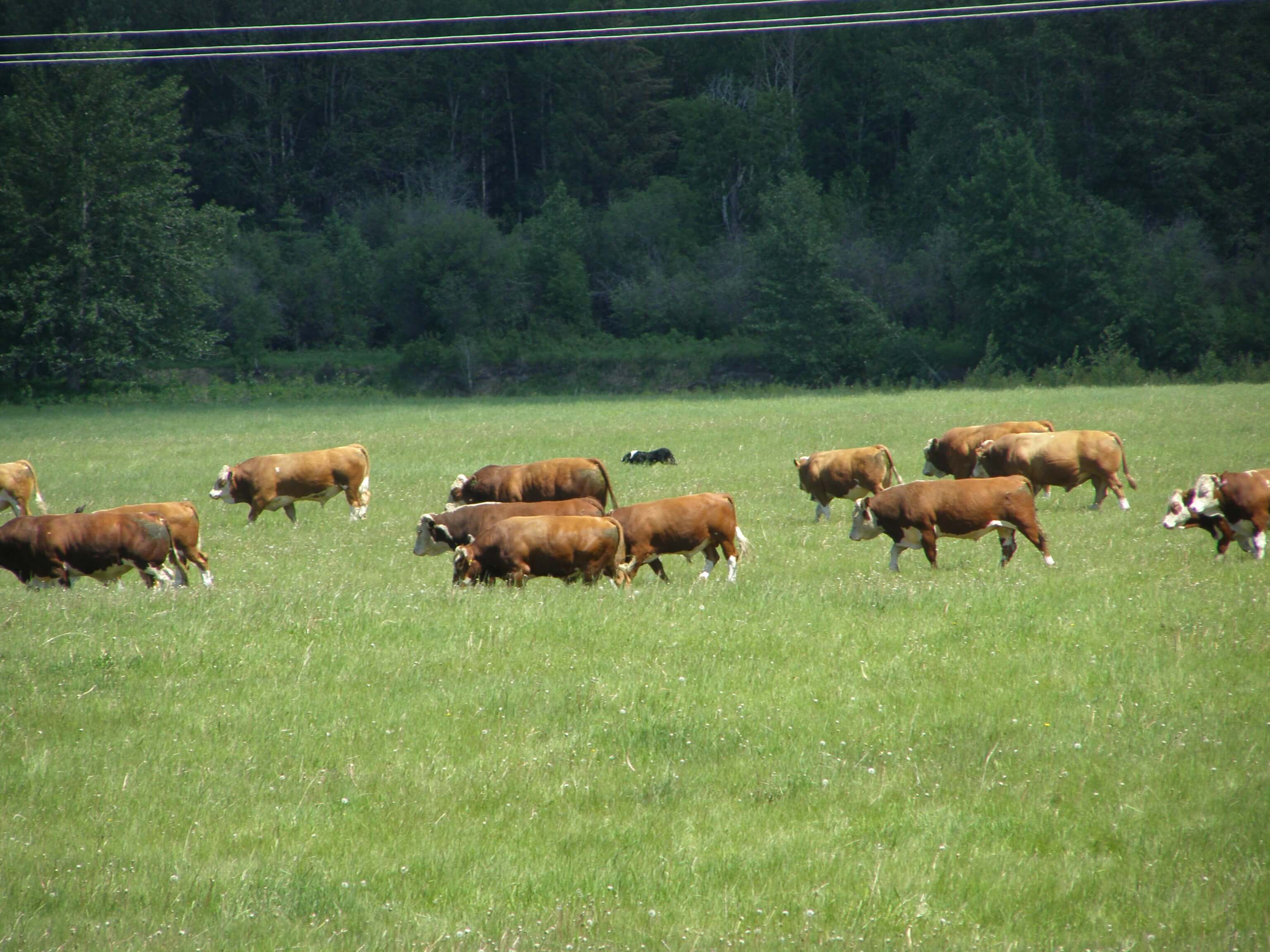 West-Central Forage Association