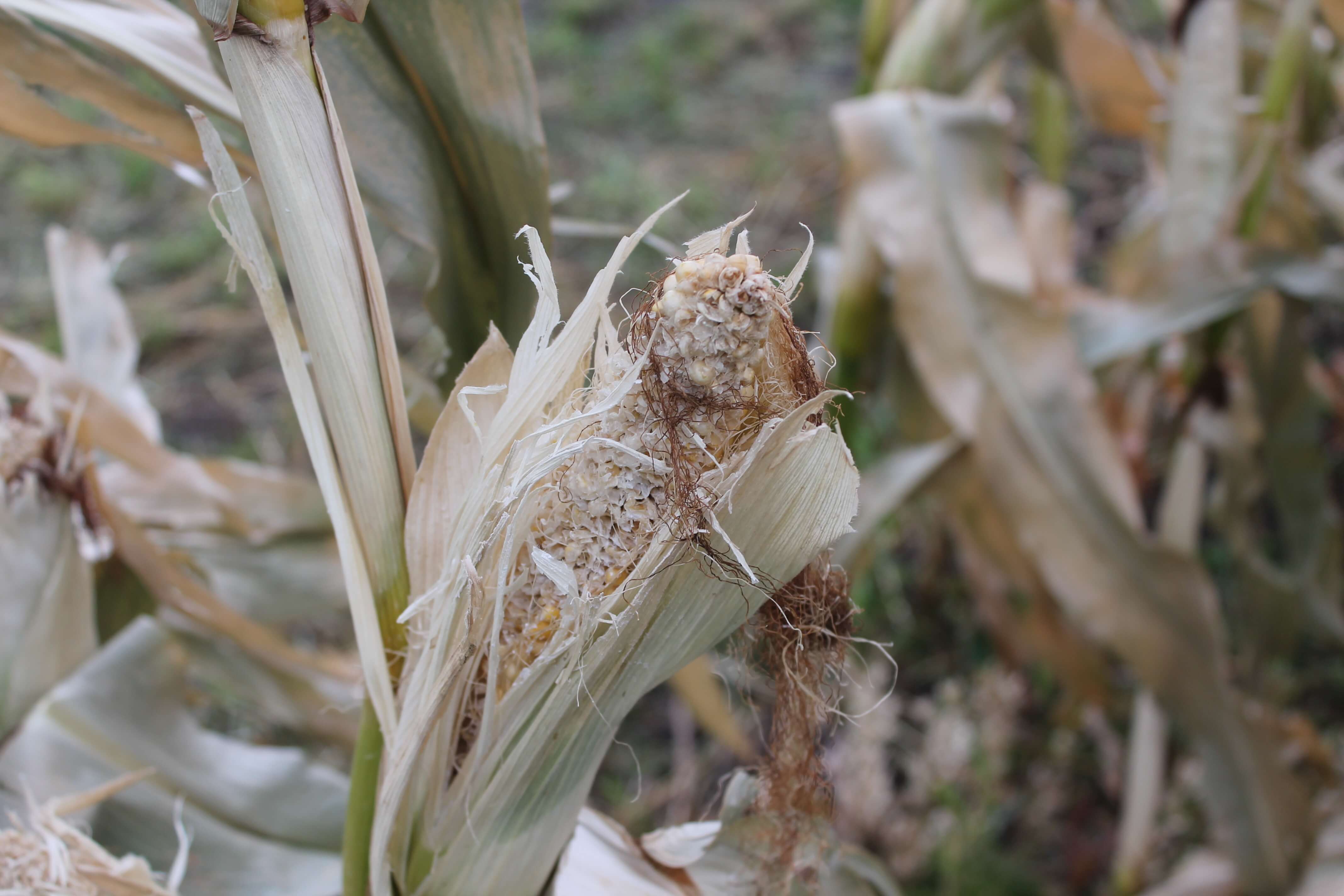 West-Central Forage Association