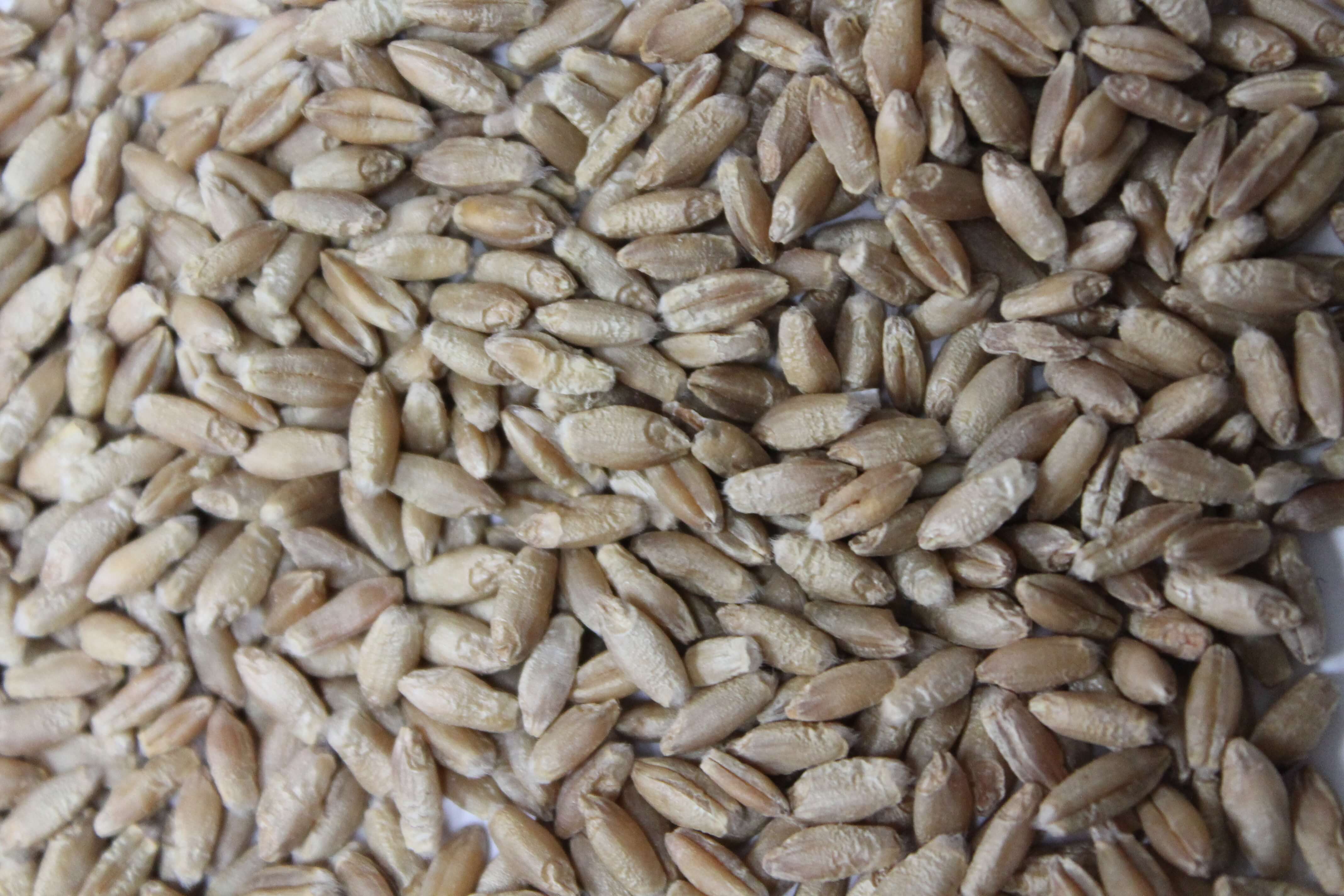 West-Central Forage Association