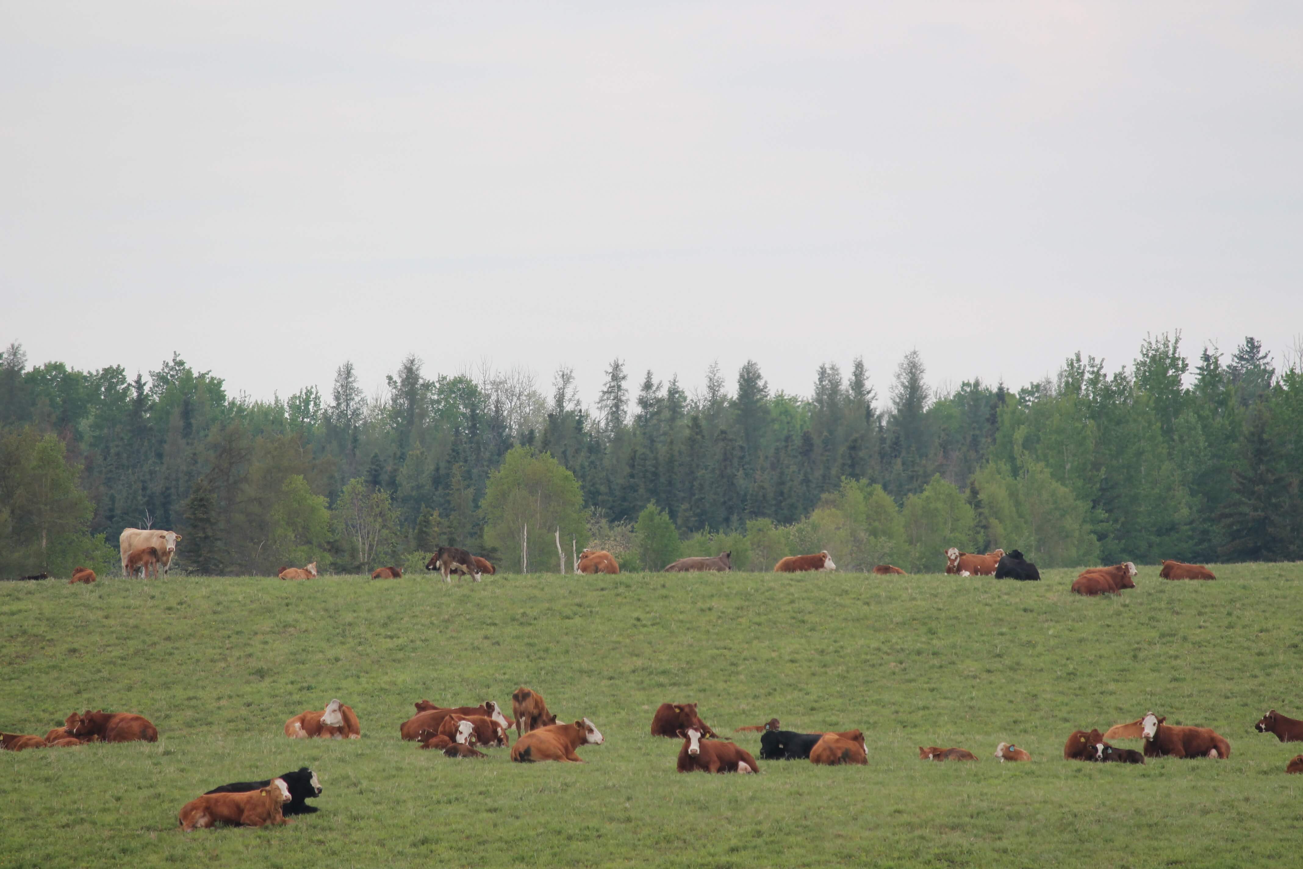West-Central Forage Association