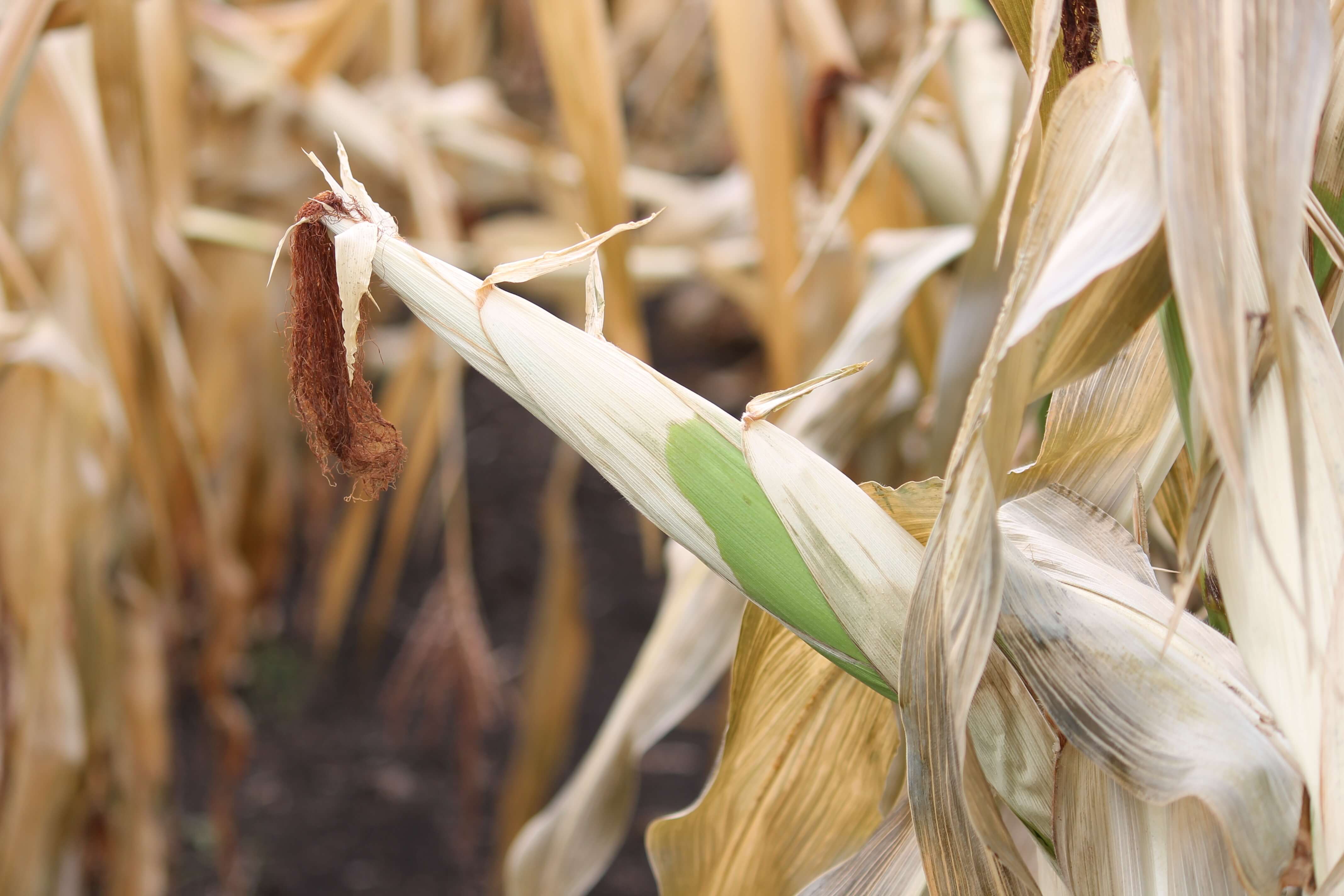 West-Central Forage Association