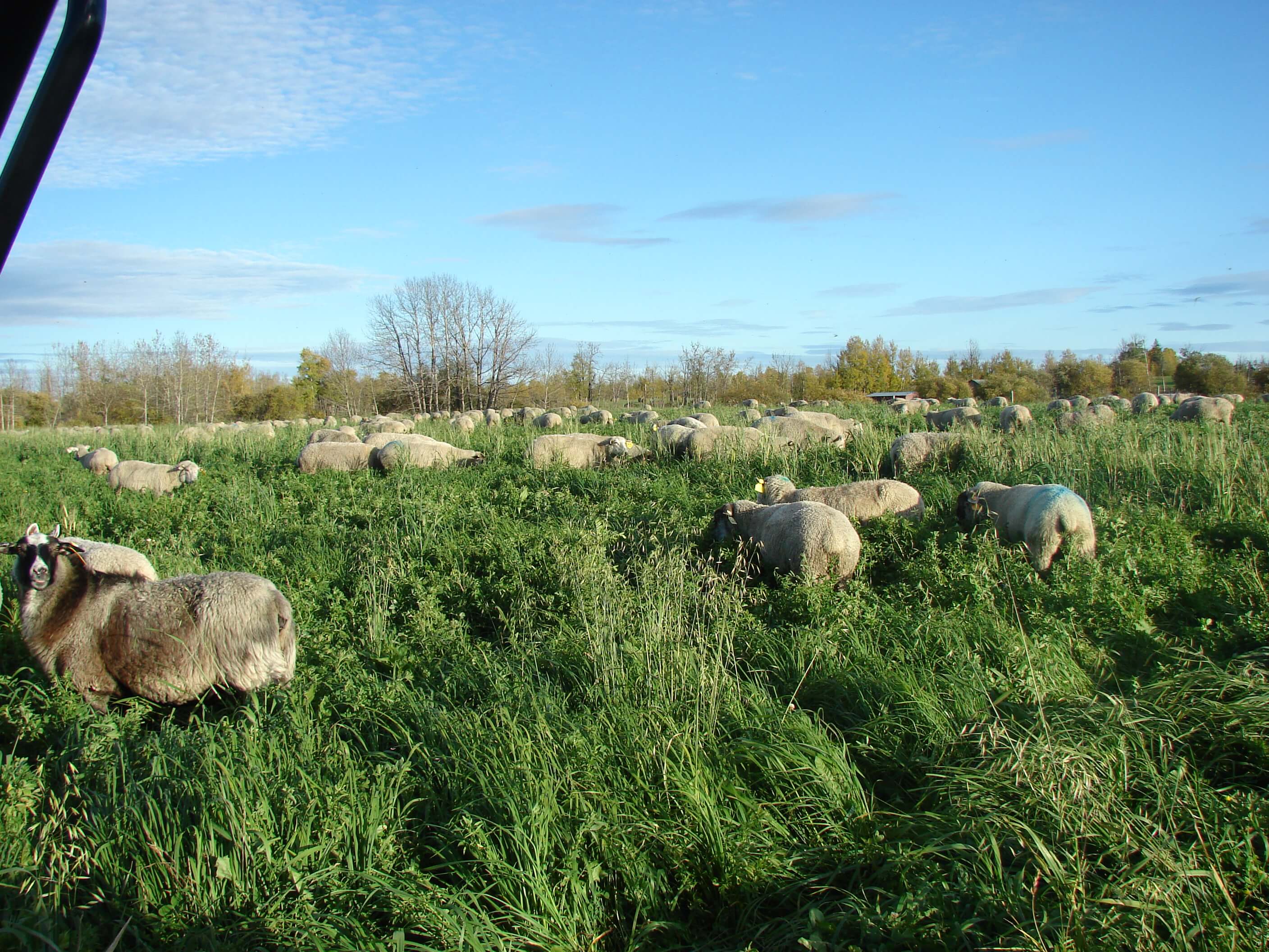 Fall Grazing after Killing frost (1).JPG
