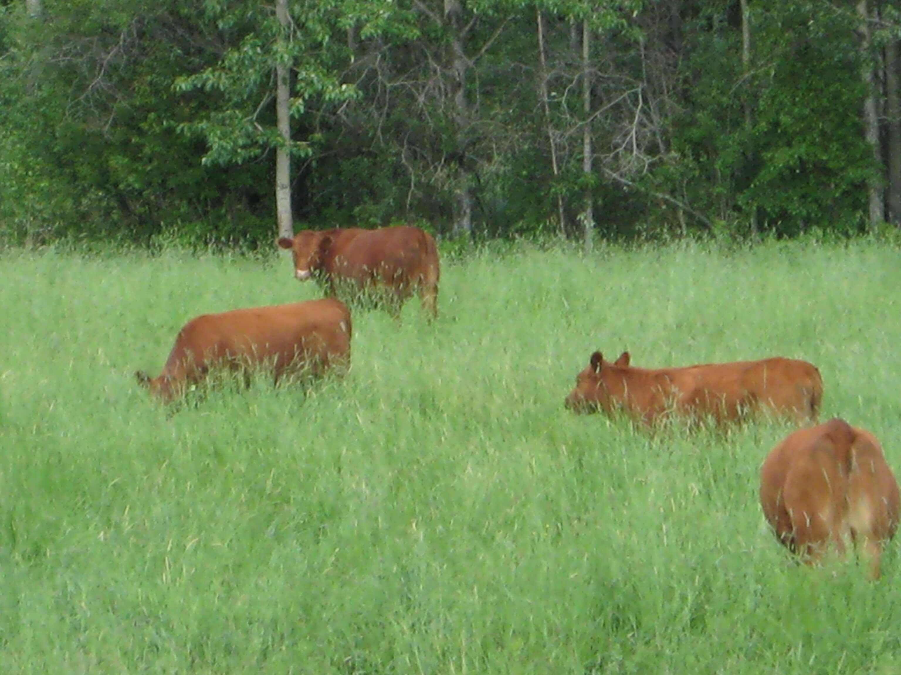 West-Central Forage Association