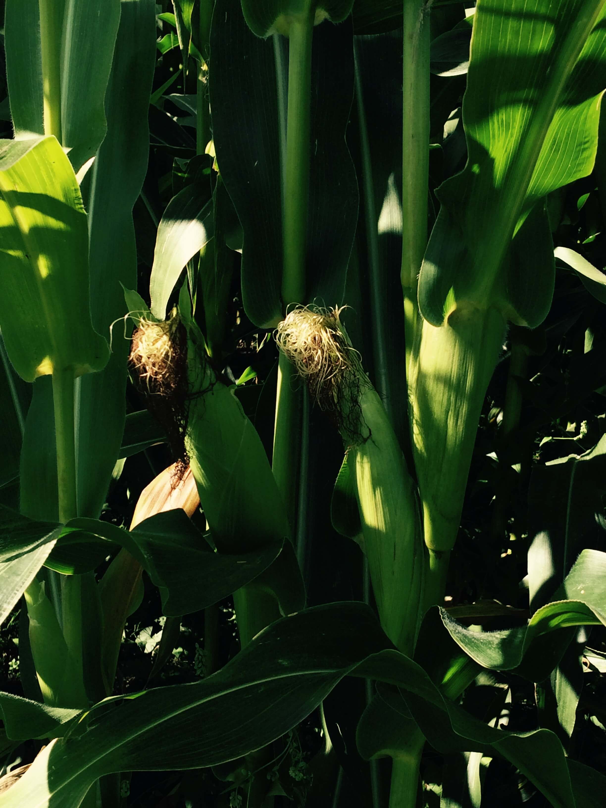 West-Central Forage Association