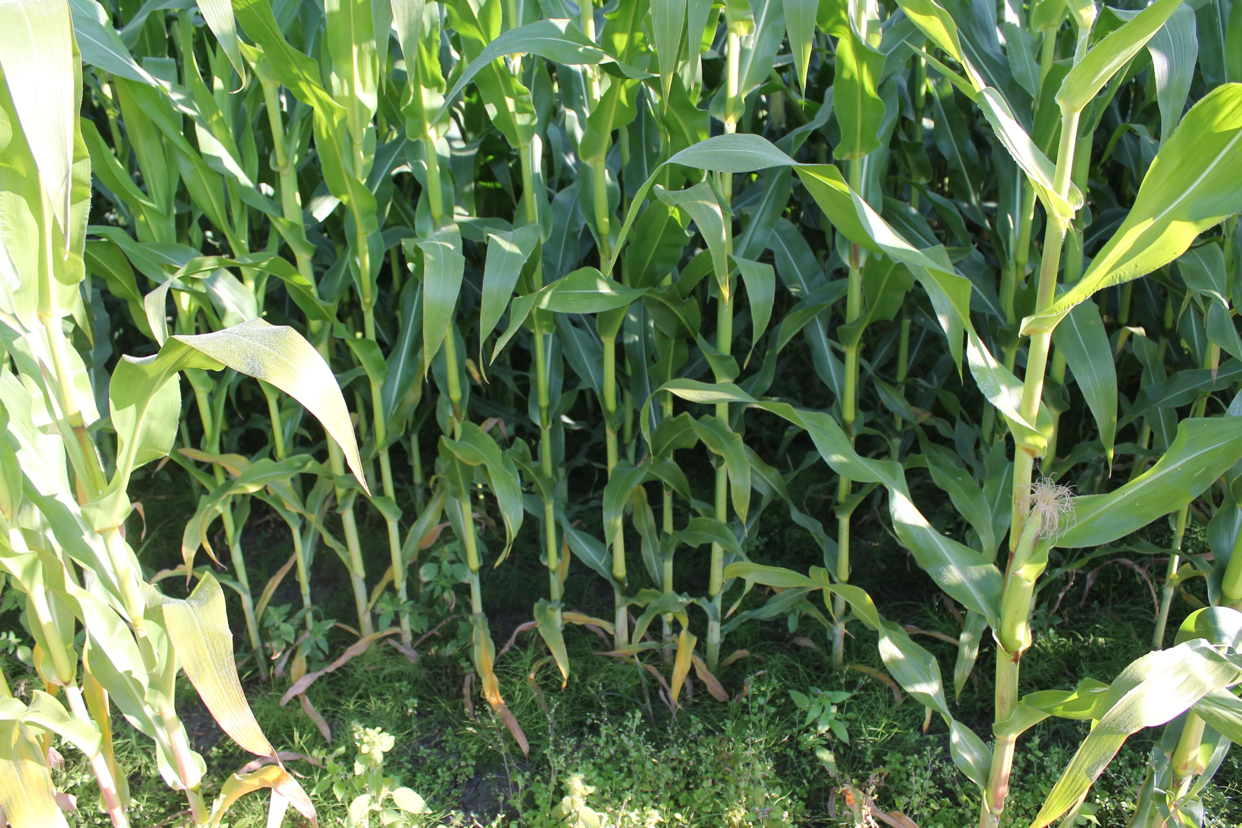 leafy corn silage (5).JPG