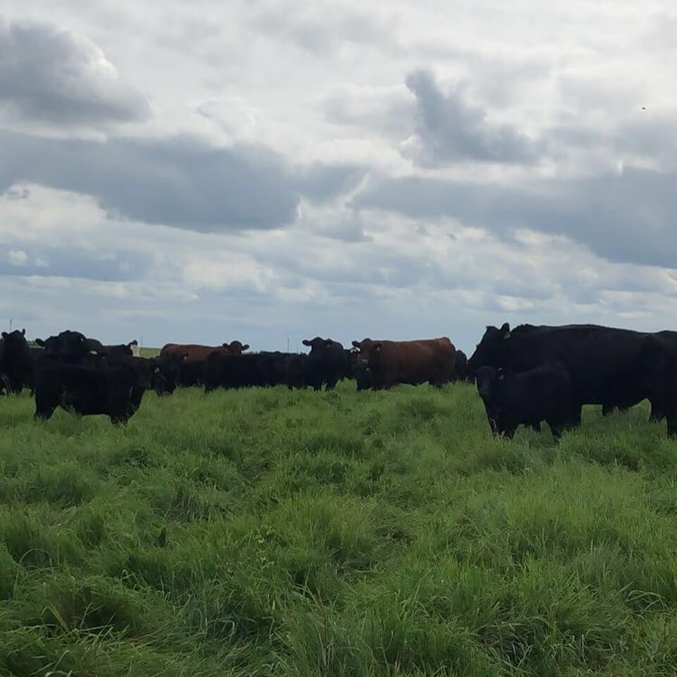 West-Central Forage Association