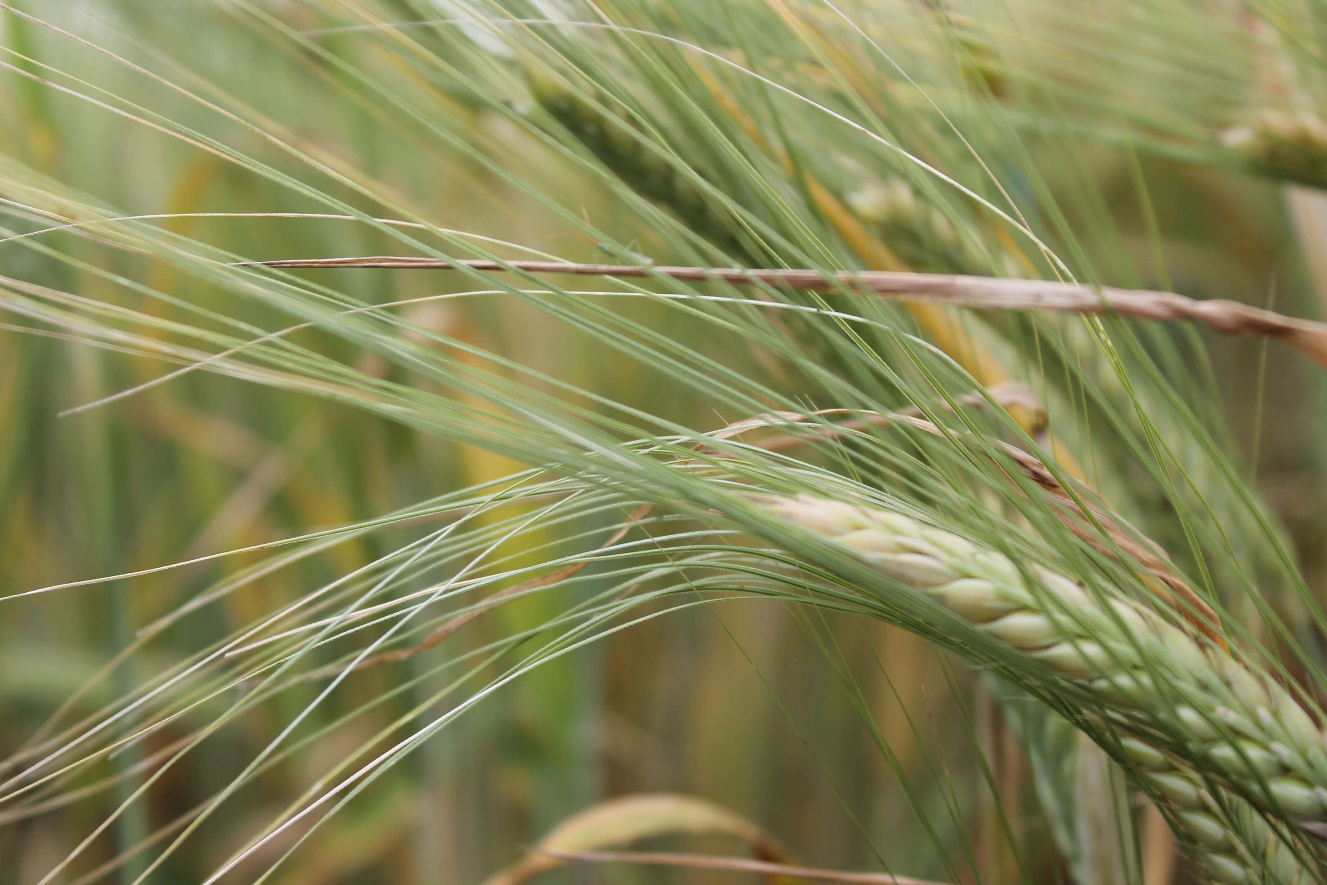 West-Central Forage Association