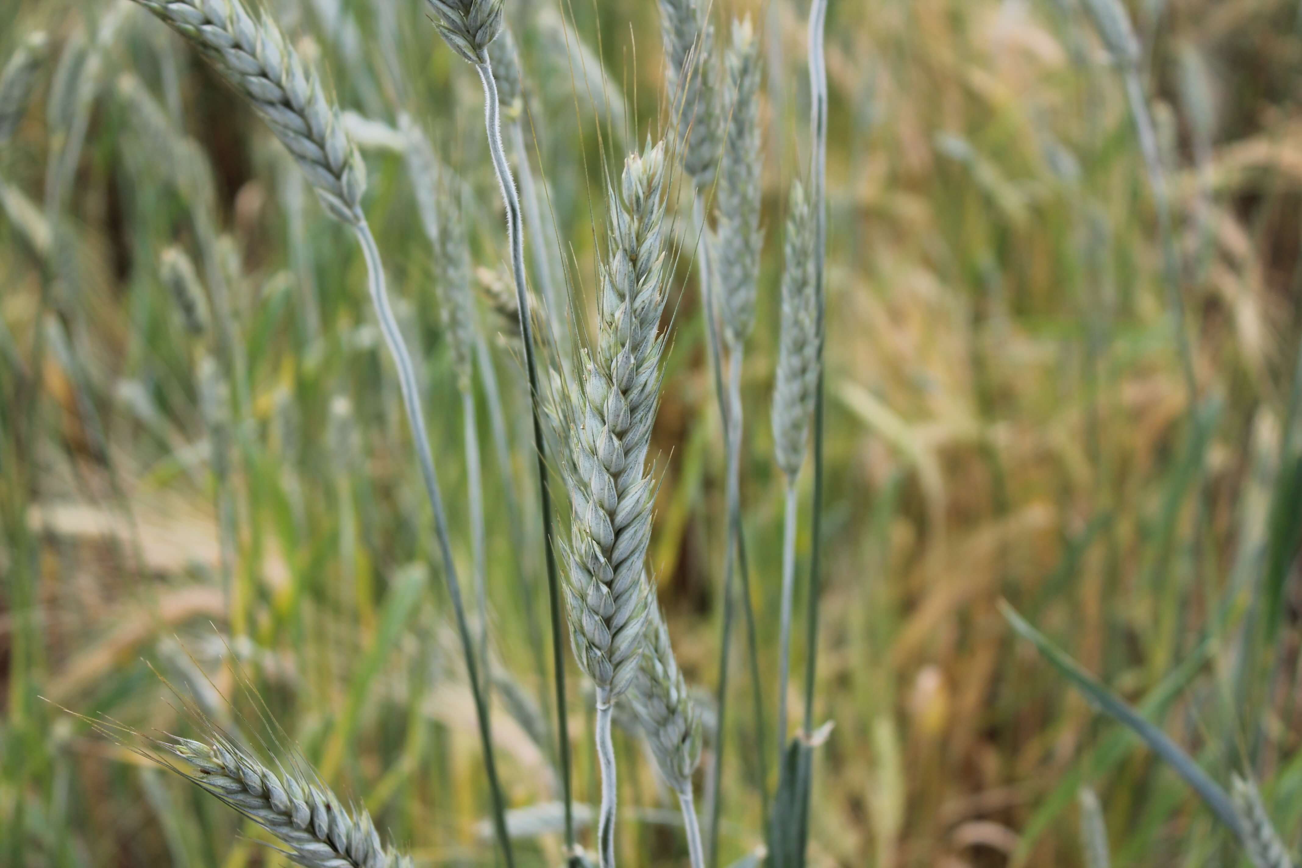 West-Central Forage Association