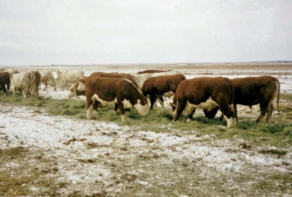 cattle-herd-winter-0032-file.jpeg